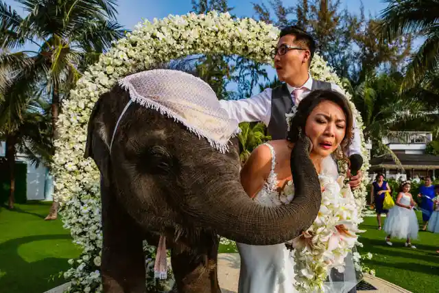 Hilarious Wedding Fails and Funnies