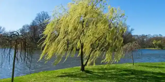 My First Love, a Marine, Vanished – Thirty Years Later, I Saw a Man with His Exact Eyes Waiting at Our Place by a Weeping Willow, and My Heart Stopped