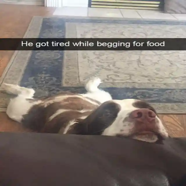 Lazy Begging