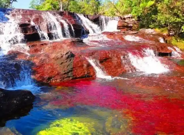 The Cano Cristales in Columbia