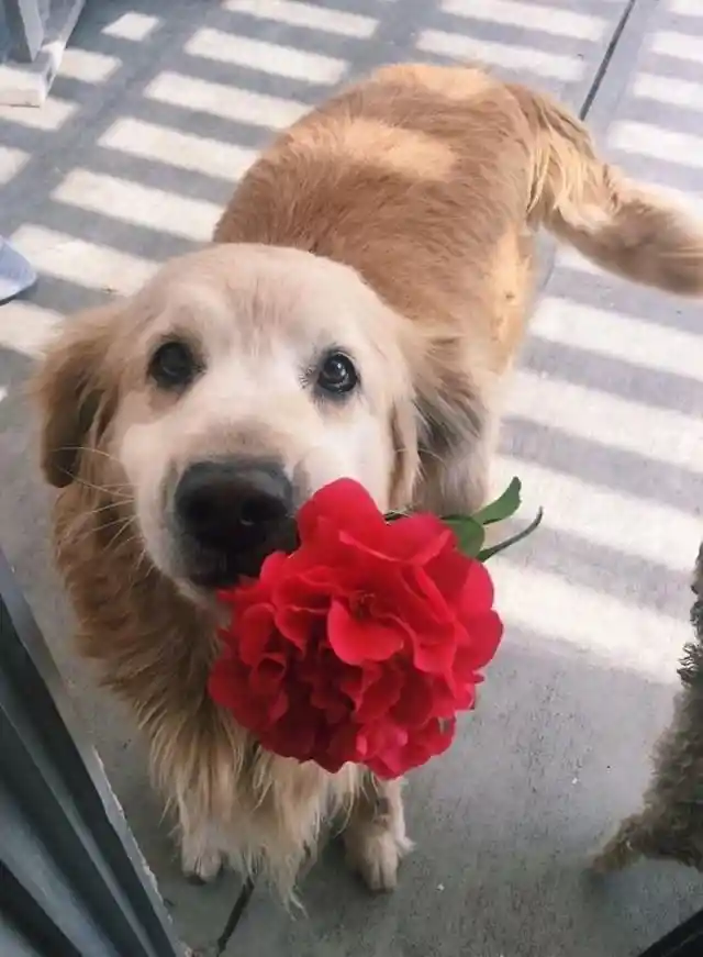 Flowers for the Lady