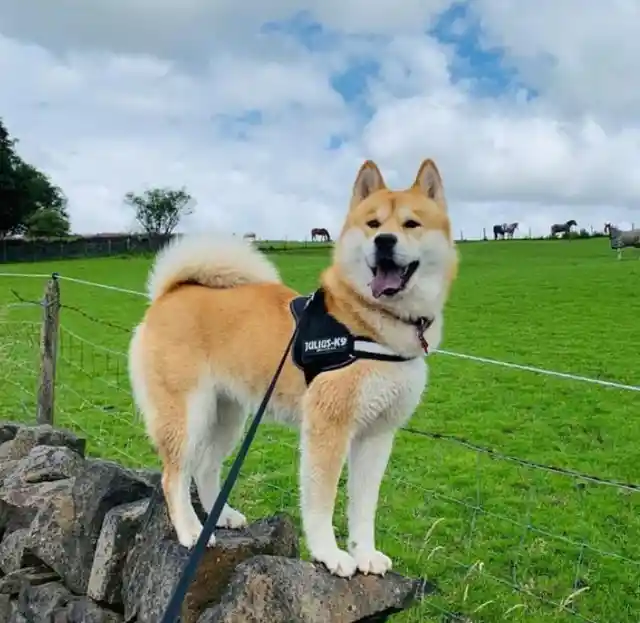 Chusky (Chow Chow + Siberian Husky)