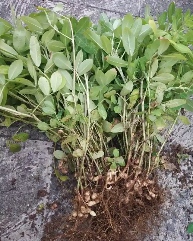 Peanuts Grow Under the Ground