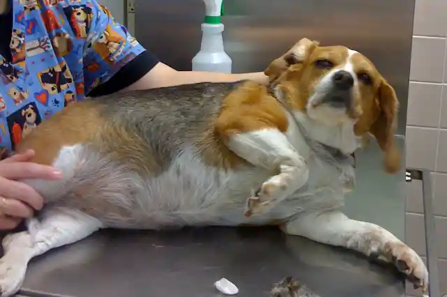 Dog’s Belly Keeps Growing—Woman Installs Camera And Discovers The Truth