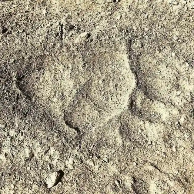 Footprint Of The Yeti?