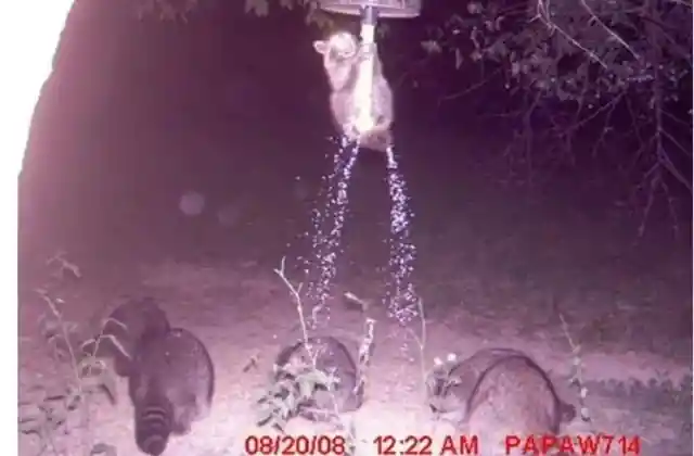 It's Raining Raccoons!