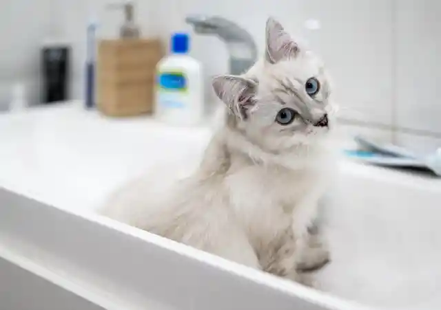 Why Your Cat Loves To Lay In The Sink