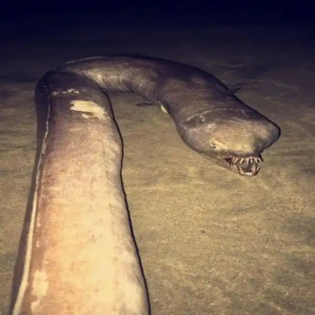 Creepy Eel