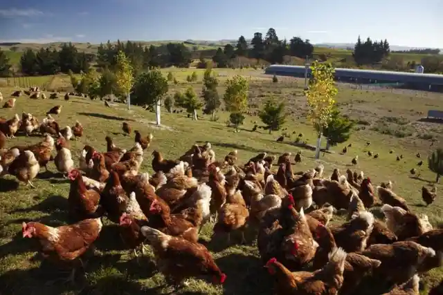 Are Free-Range Eggs Better for You Than Caged Eggs?