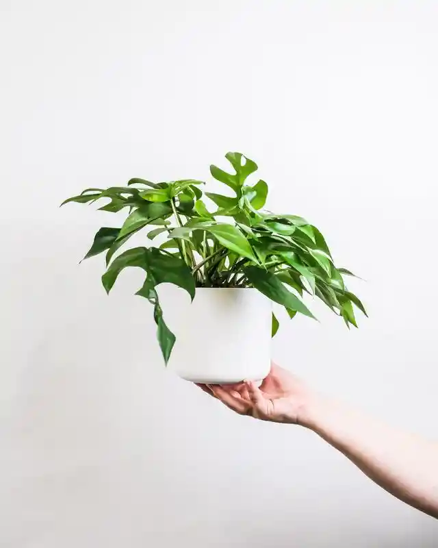 Here’s How Having House Plants Will Change Your Life