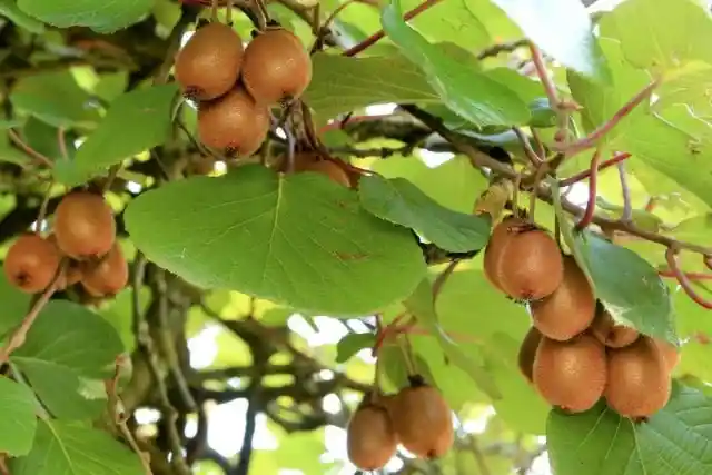 Kiwis Grow on Trees