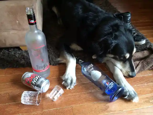 Party Animal