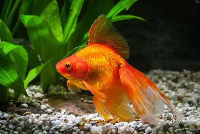 Goldfish Have a Memory of Just Three Seconds