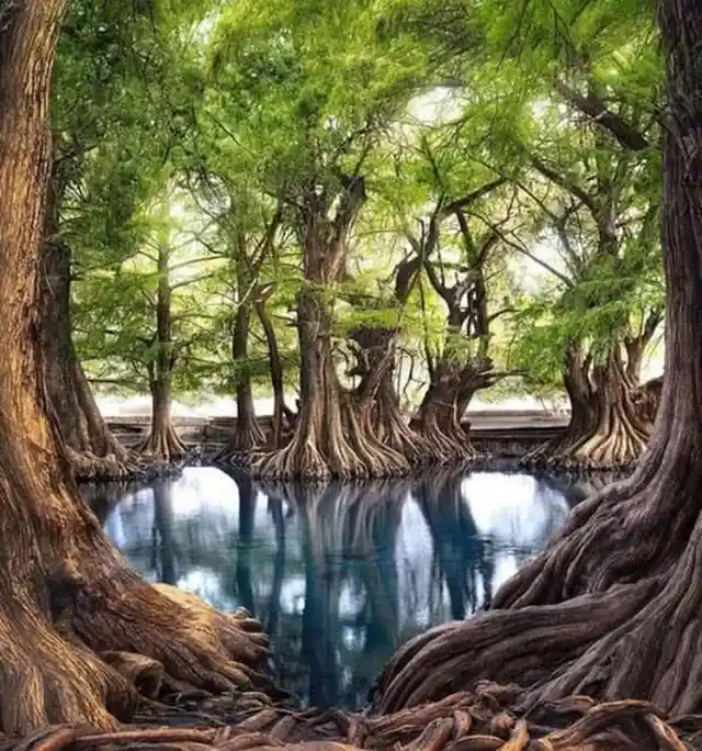 Camécuaro Lake in Mexico