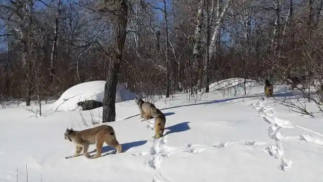 Couple Has Unbelievable Encounter With A Group Of Wild Cats