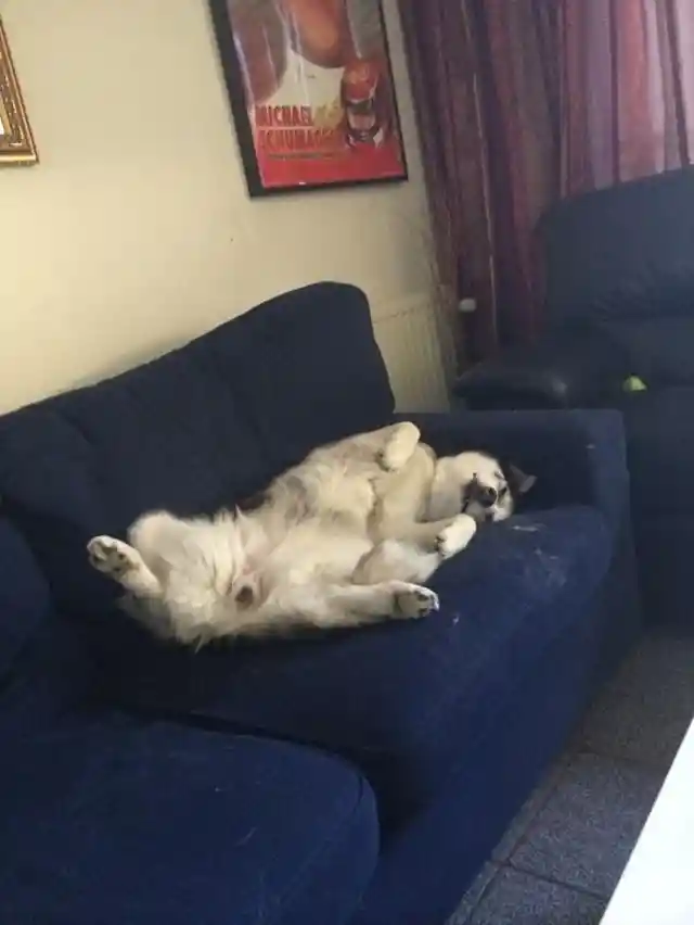 Doggo Error 404