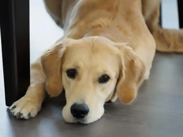 My MIL Demanded $600 for Walking & Feeding Our Dog While I Was in Labor – I Agreed, but Only on One Condition