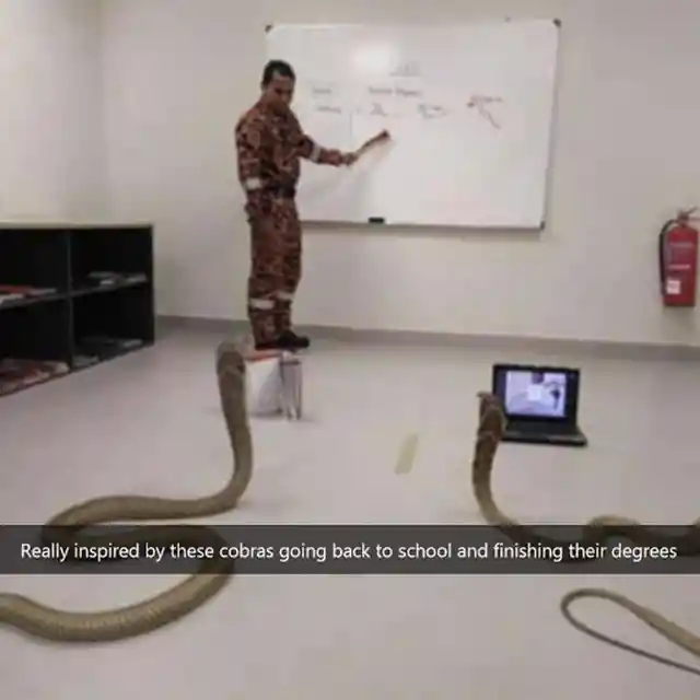 Cobras in Class