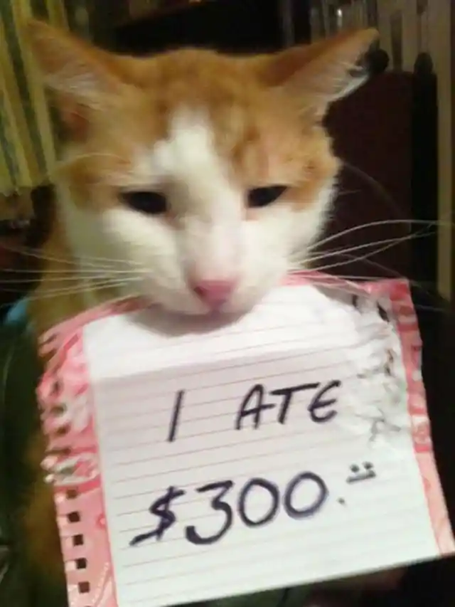 Criminal Cat