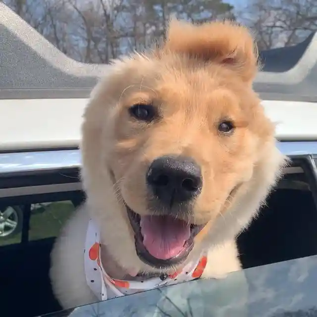 ‘Unicorn Dog’ with Ear In Middle of Head Astounds The World