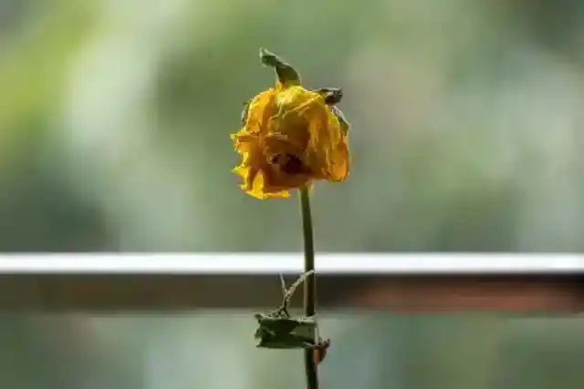 My Stepson Ignored Me for 10 Years – Then He Left a Dried Yellow Rose on My Doorstep with a Note That Made Me Collapse