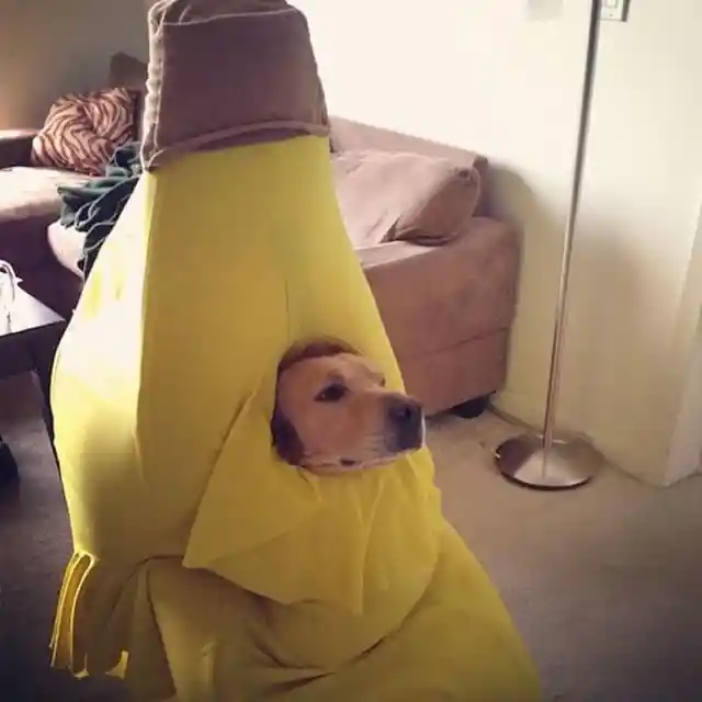 This Dog Is Bananas