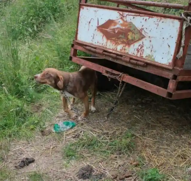 This Dog Was Chained and Left To Die... What Happens Next Will Amaze You