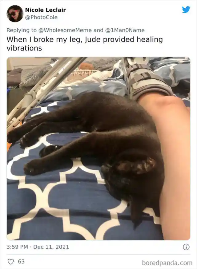 Healing purrs?