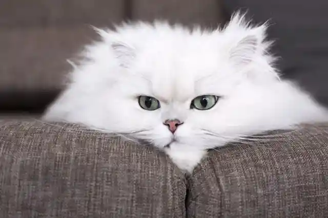 11. The Mysterious Persian Cat