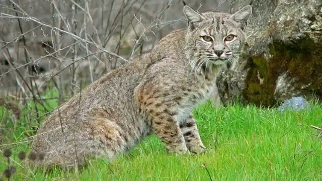 Los malos Bobcats de Connecticut