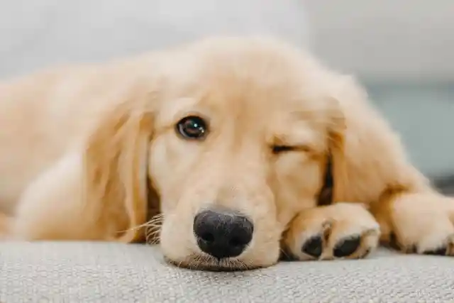 5 Things to Pay Attention to When Getting a Puppy