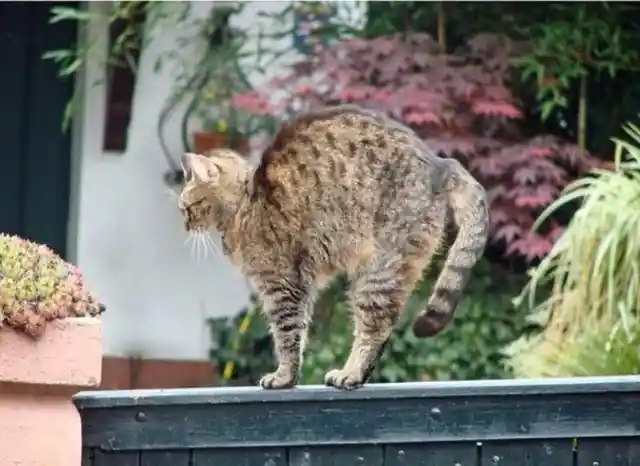 Cat Stretching