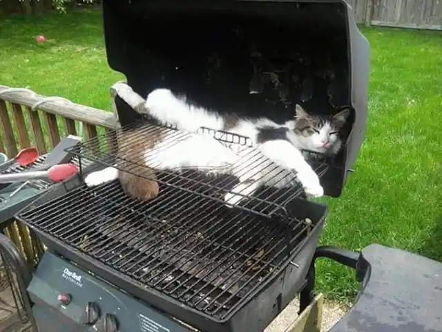 The Cat’s Grill