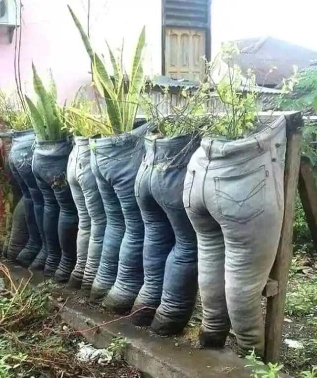 Jean Planters