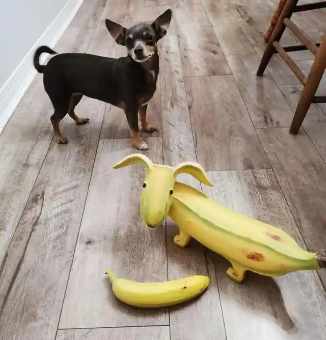 The Doppelganger Banana Dog