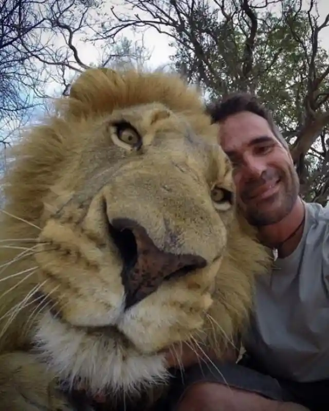 Selfie with a Lion