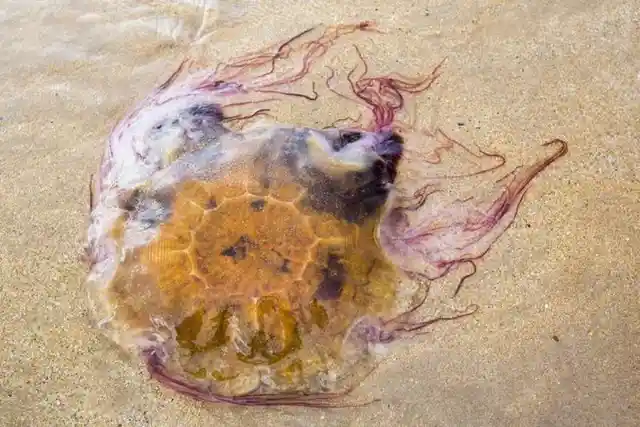 Beautiful Jellyfish