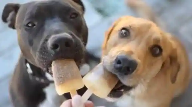 Make Pups Some Homemade Ice Pops