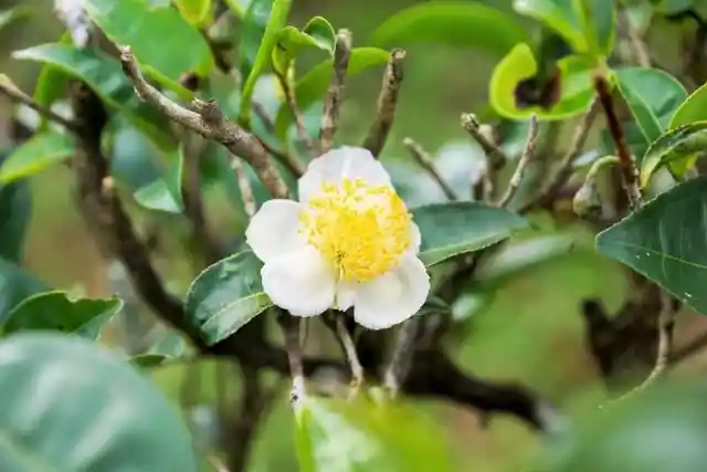 Camellia Flowers