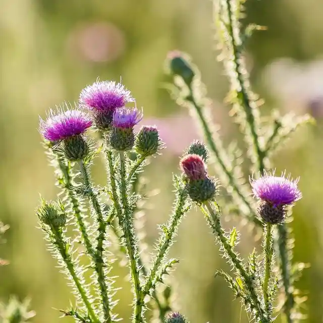 Getting Rid Of Those Annoying Backyard Thistles