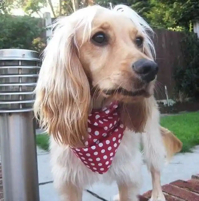 Wear an Appropriate Bandana