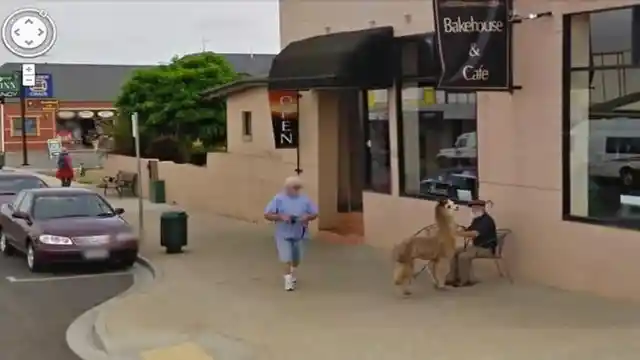 Taking An Alpaca For Coffee