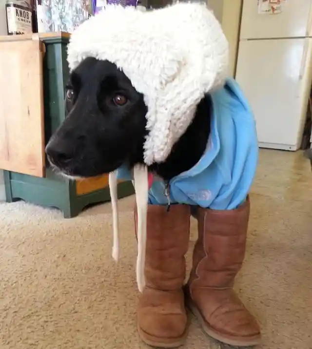 Dog In Boots