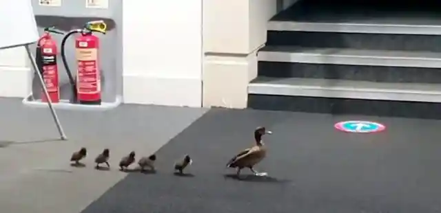 A Real-Life ‘Duck Tales’…Well, Sort Of