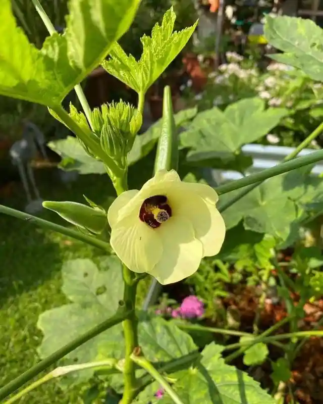 Okra and Its Flowers