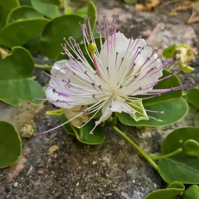 Capers Are Quirky