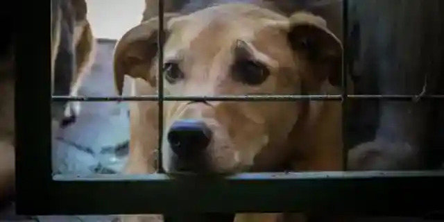 My Husband Tried to Sell My Animal Shelter to Build a House for His Pregnant Mistress – I Made Sure He Regretted It