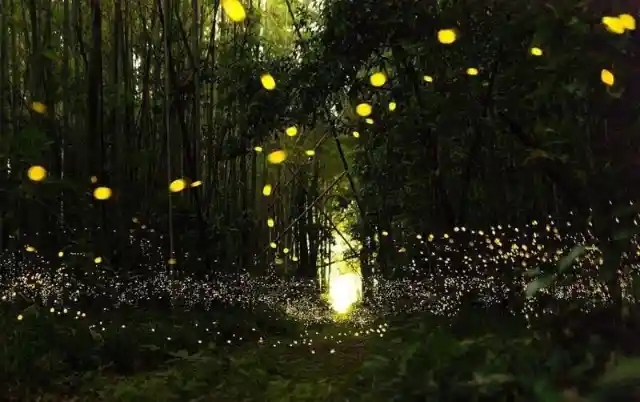 The Firefly Forest in Japan