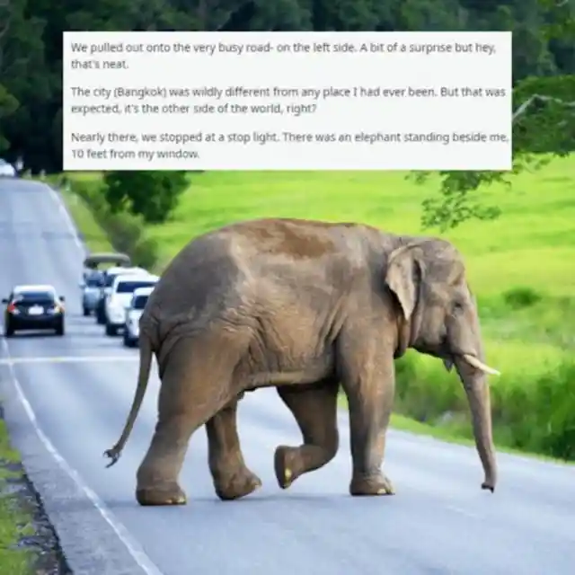 Elephant Crossing