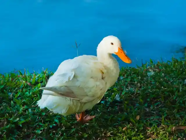 A Duck